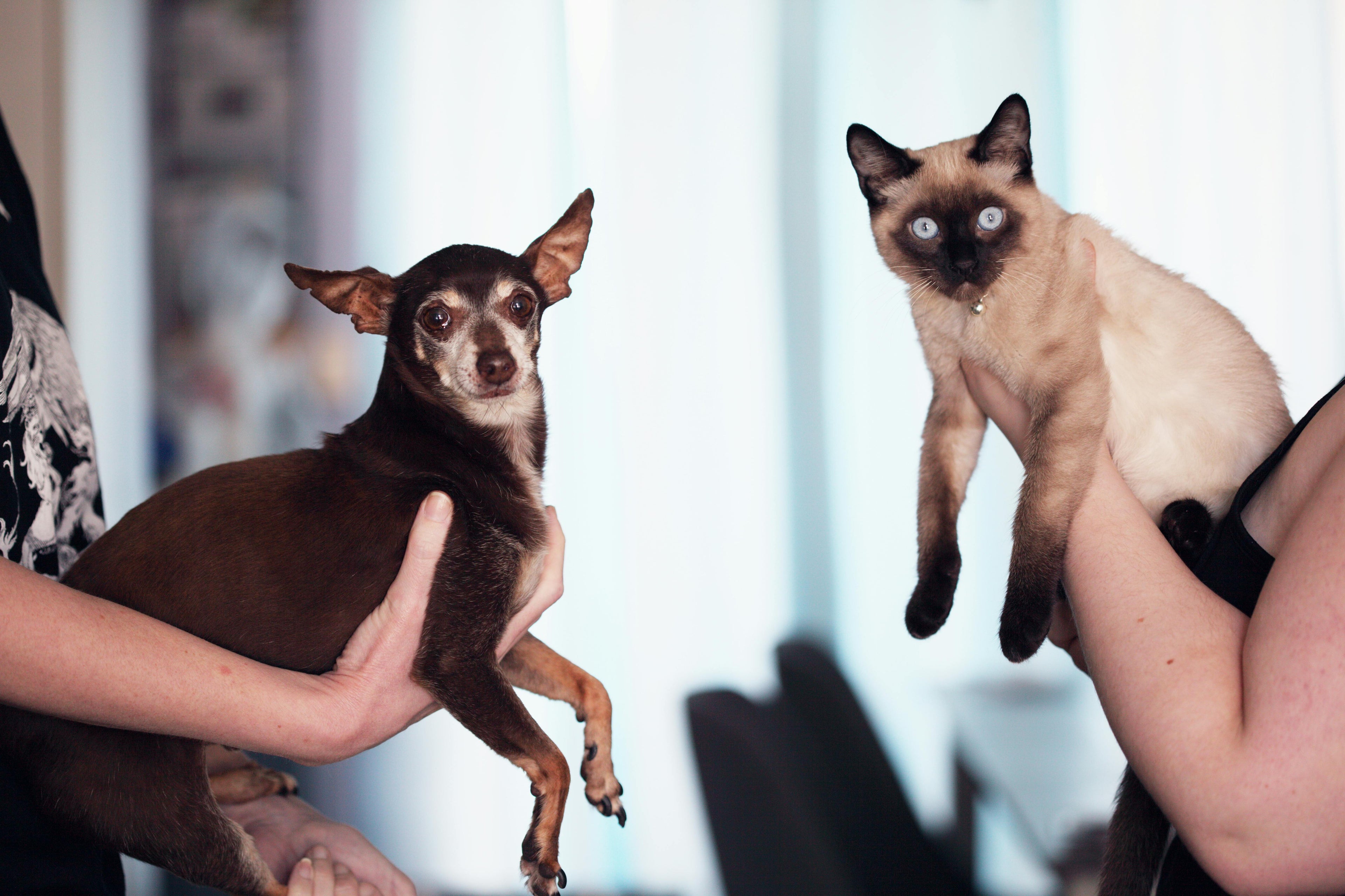 Pet Collection
